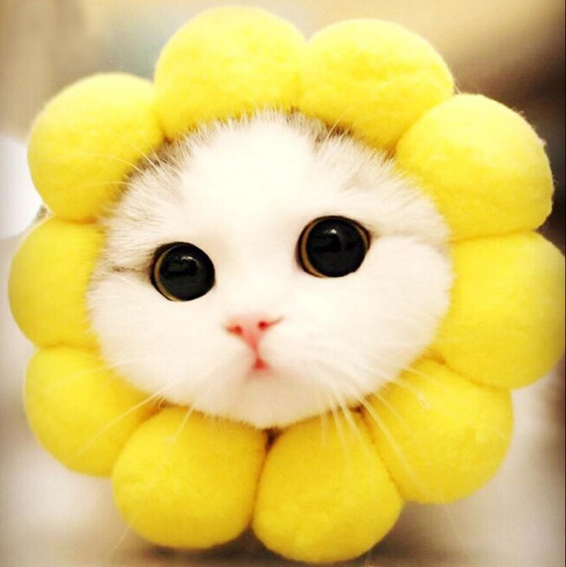 JU Cosplay Dog Cat Pet Flower Headgear Hat Costume Puppy Kitten Headdress Elizabeth Circle Head Wear Products Accessories