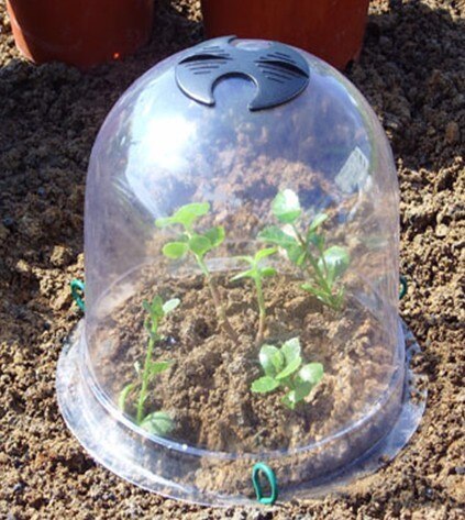 Invernadero de campana (paquete de 5pcs-)