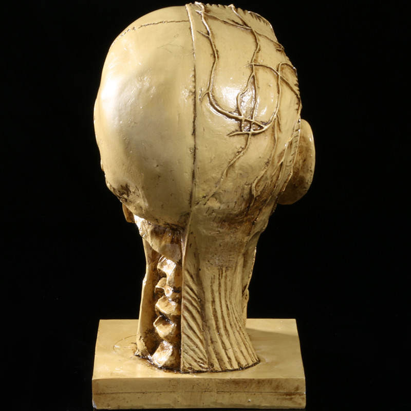 Realistic Human Skull Muscle Head Resin Model Home Bar Decor Yellow