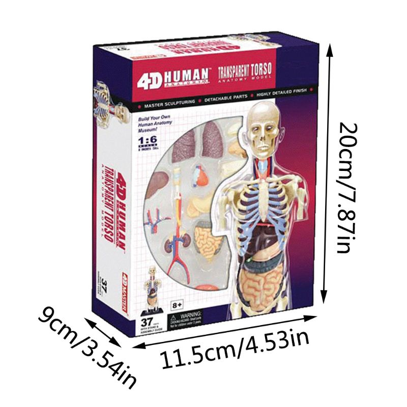 1:6 torso modell menneskelig halvkropp indre organer anatomi visceral nyre modell xxfe