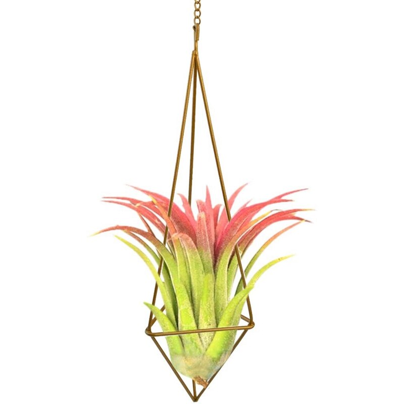 3 Pack Hanging Air Plant Holder for Tillandsia Air... – Vicedeal