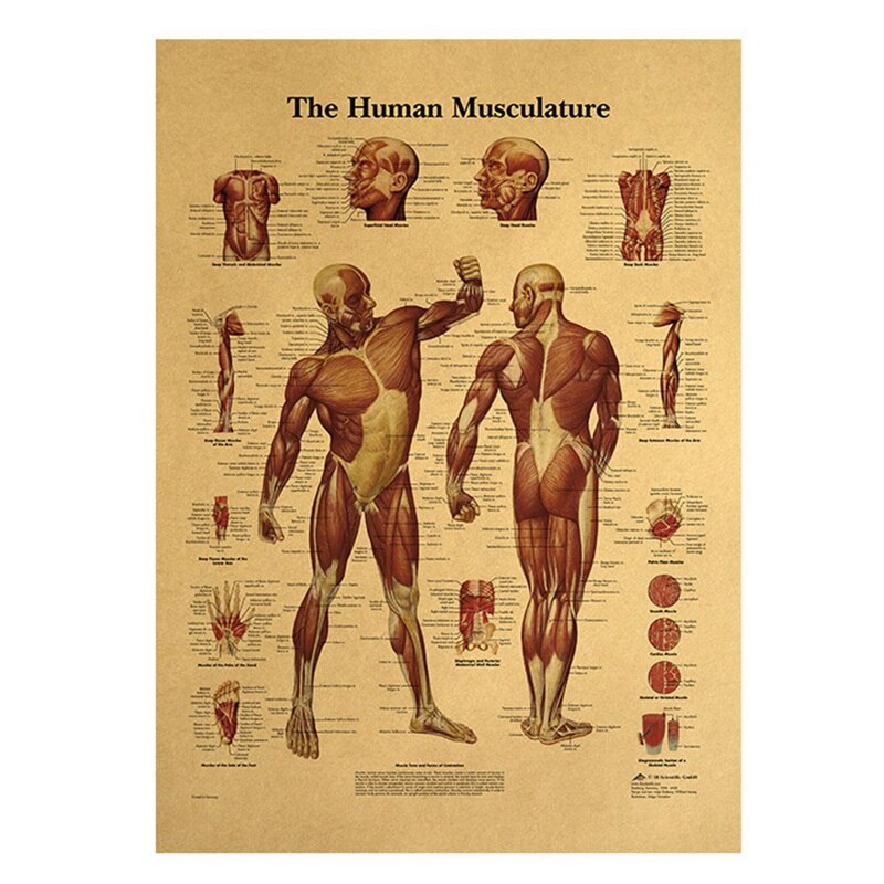 Human Body Illustration-Muscle Tissue Kraft Paper Retro Poster Classroom Museum Decoration Painting: Default Title
