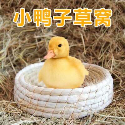Nid de canard jaune, nid de poule, petit canard, nid d&#39;herbe, maison pour animal de compagnie, mignon