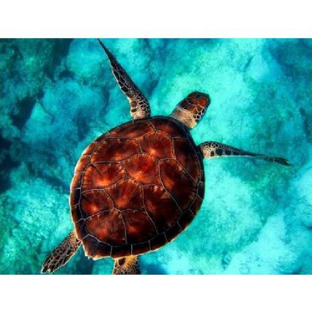 Pintura Diy de tortuga por números para colorear por números, arte de pared moderno, imagen por números para decoración del hogar, juguetes hechos a mano para niños: NO Framed 0055