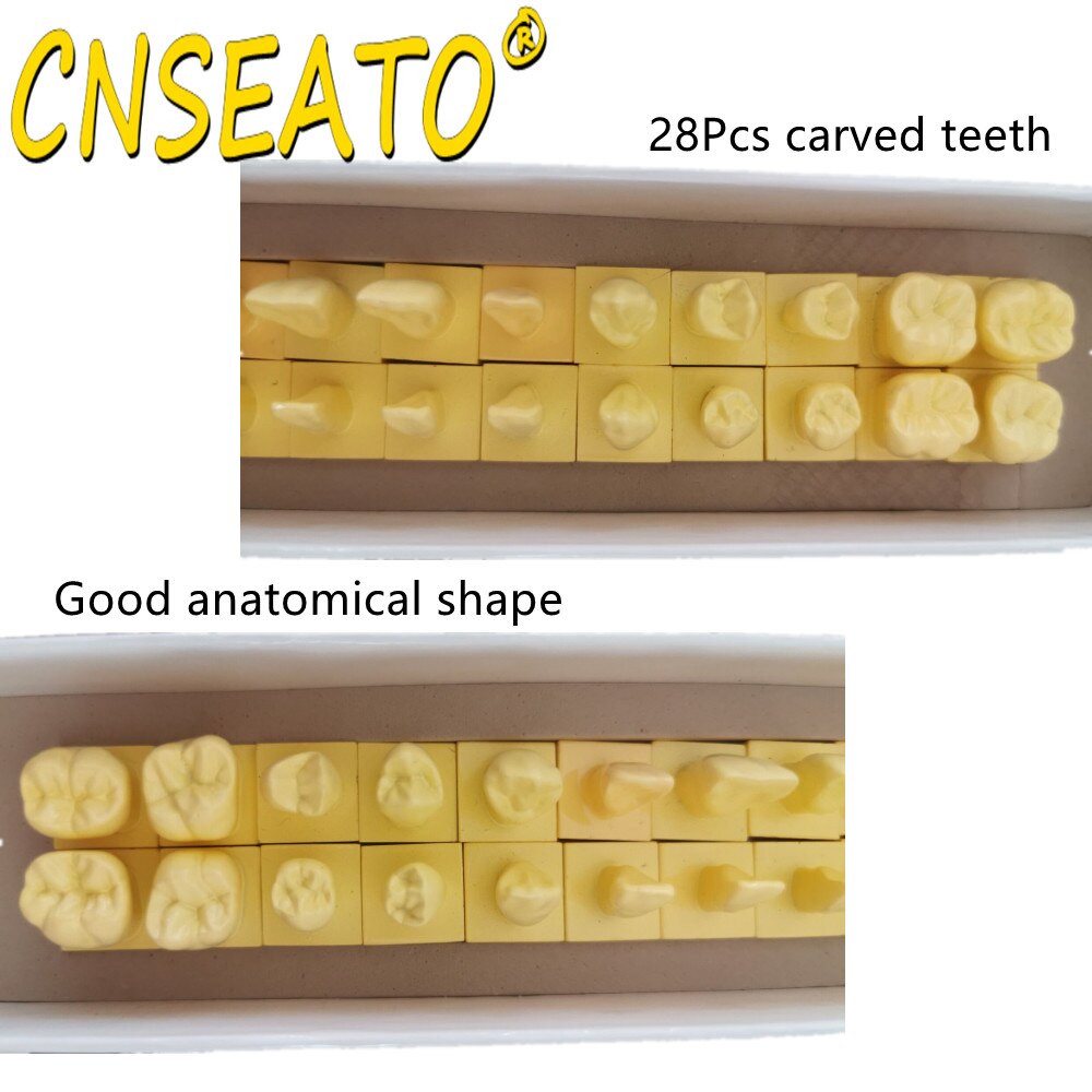 Dental Carving Teaching Tooth Model Standard Teeth Structure Study Guide 1.2 Times Comparison Models Dentistry Practice Material