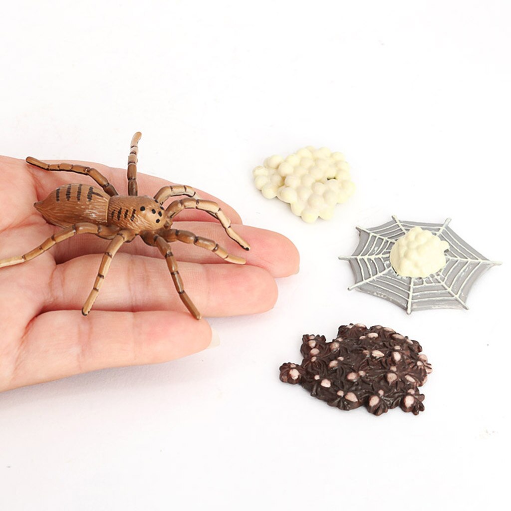 Livscykel för en spindel 4 delar djur insekter bugg lärande pedagogiska leksaker för småbarn barn