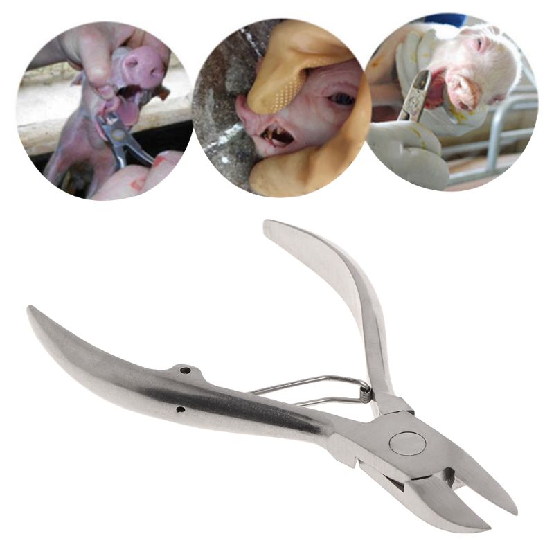 Stainless Steel Tooth Cutting Plier Scissors Elbow Sharpener Pidgets Clamp Breedign Equipment For Farm Livestock