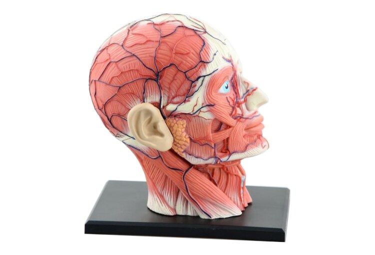 Scheletro assemblato 4D modello anatomico cervello nasale faringe orale laringe cavità modello Anatomia esplosa teschio giocattoli educativi