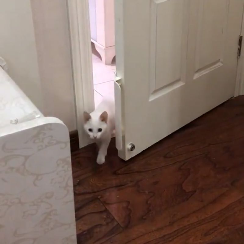 Otwieracz robić drzwi dla zwierząt sterowany trening wejściowy narzędzie robić otwierania drzwi otwartych bez wiercenia