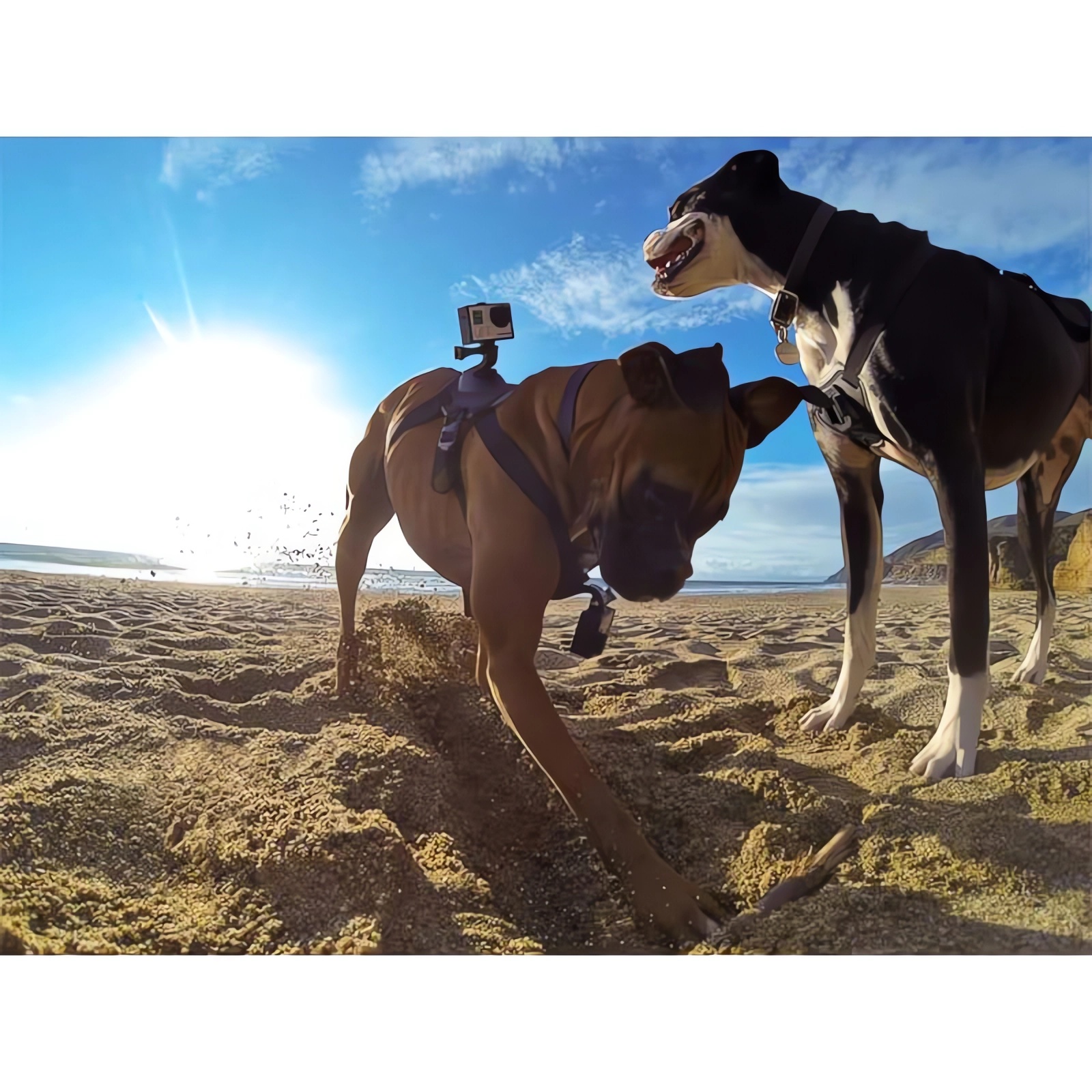 Banda de perro ajustable para Gopro hero 12 11 10 9 8 7 6 5 4 arnés de perro correa de cinturón para el pecho soporte de montaje para cámara deportiva para Xiaoyi