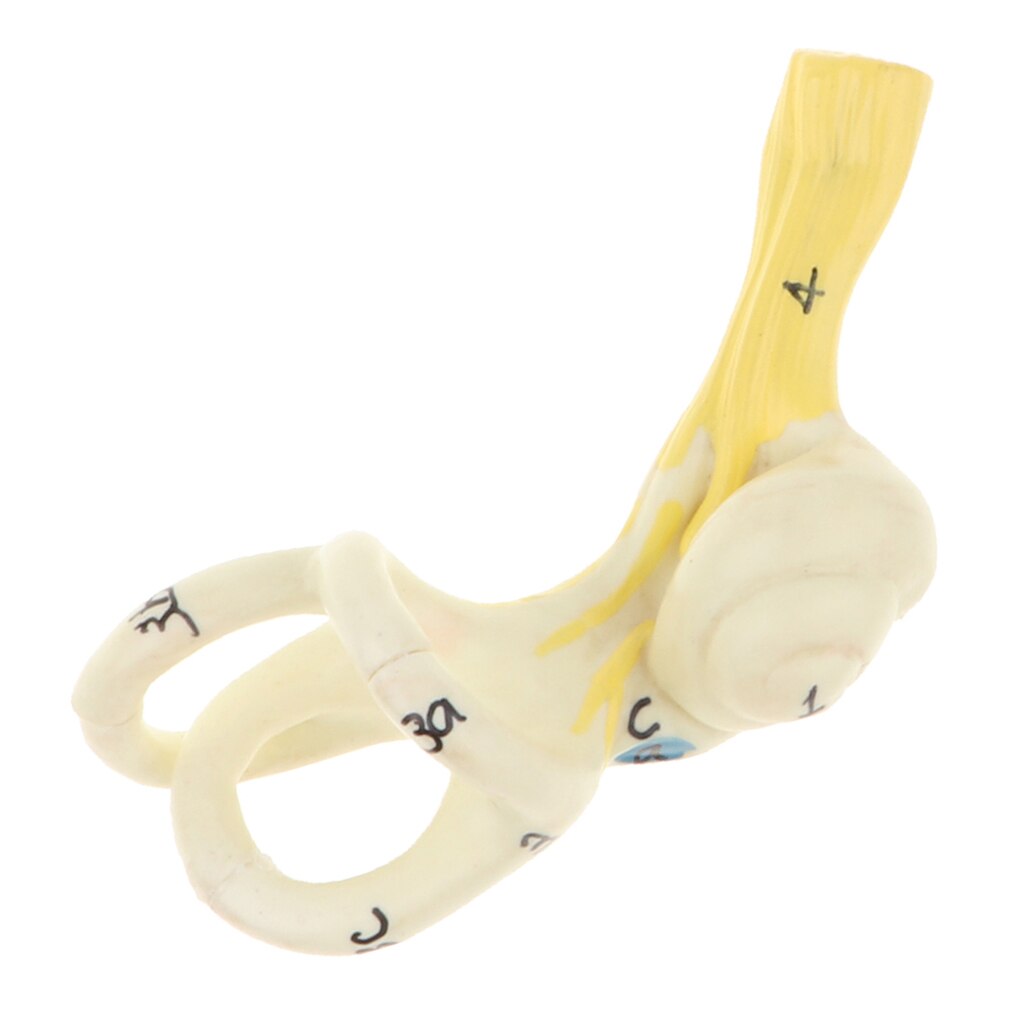 Magnification 5x Human Ear Semicircular Canal Cochlear Model Anatomical