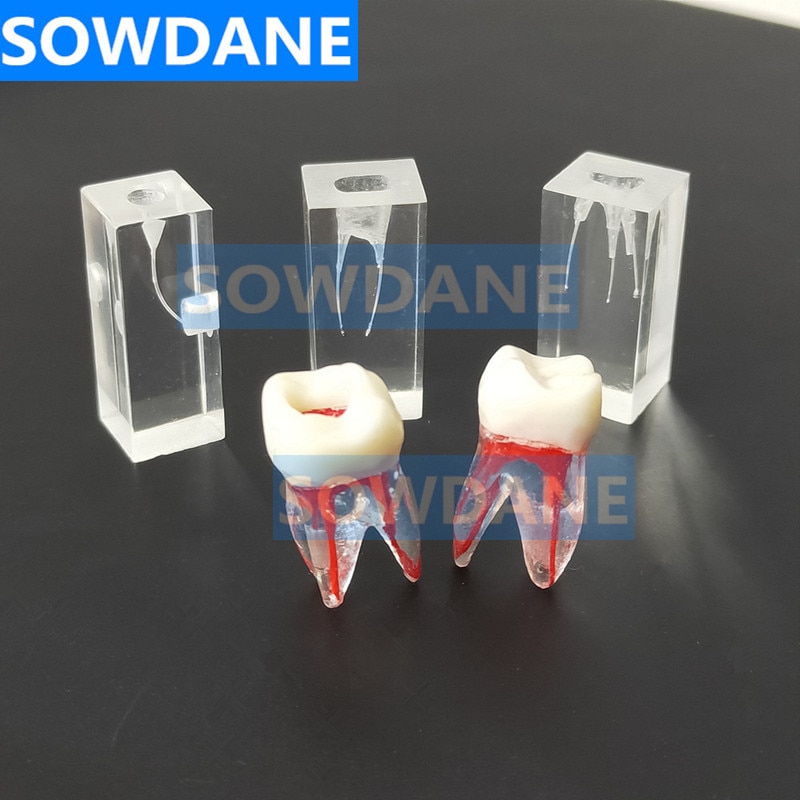 1:1 résine endodontique dentaire étudiant étude pratique modèle d'opération Transparent sans fichiers