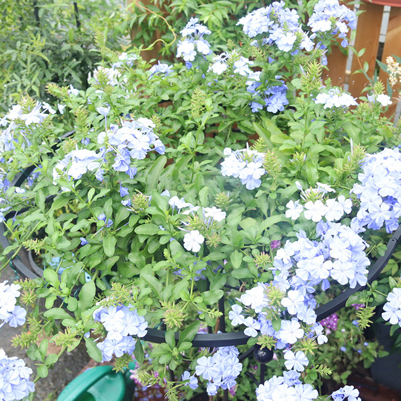 Enrejado de jardín para plantas trepadoras, torre de sombrilla, enrejado para plantas trepadoras, soporte de bricolaje, enrejado de escalada, soportes para macetas de flores