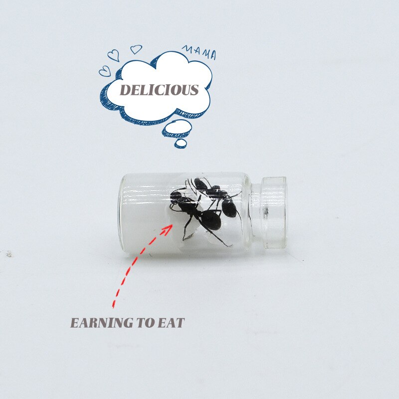 Nutritional Protein Ant Food Ant Workshop Ant Castle After Breeding Japanese Arched Ant Feed Pet Ant Food Pet Terrarium Supplies