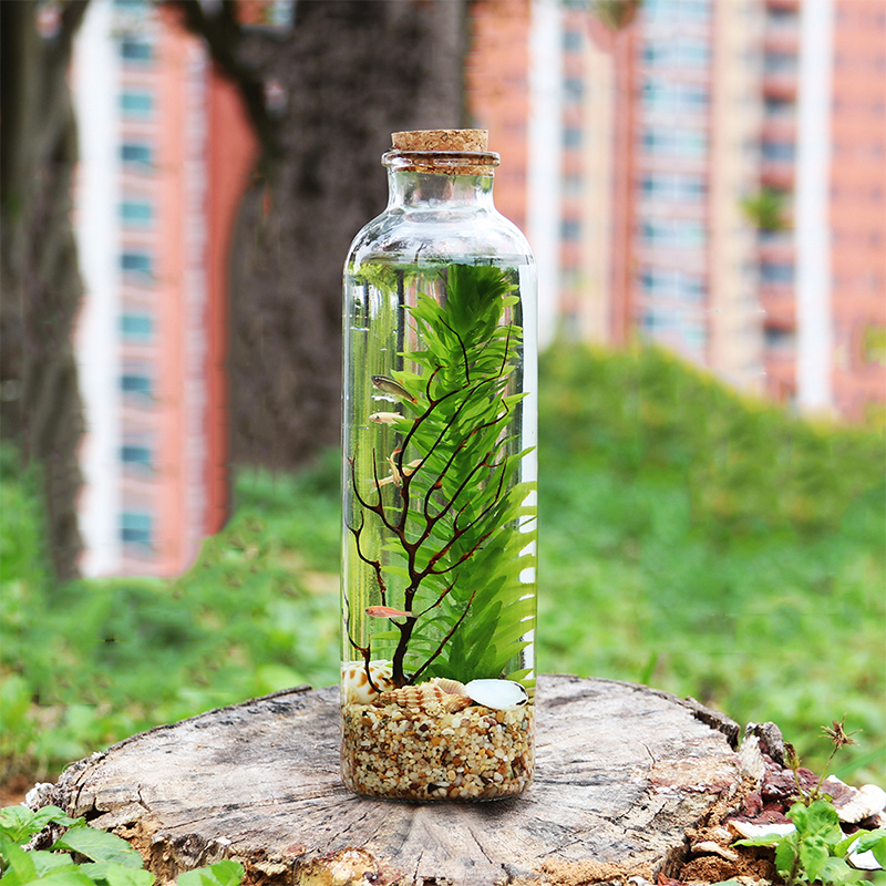 Aquarium Small Fish Tank Micro-view Viewing Aquarium Landscaping Fighting Fish Tank Glass Ecological Bottle Aquarium Accessories