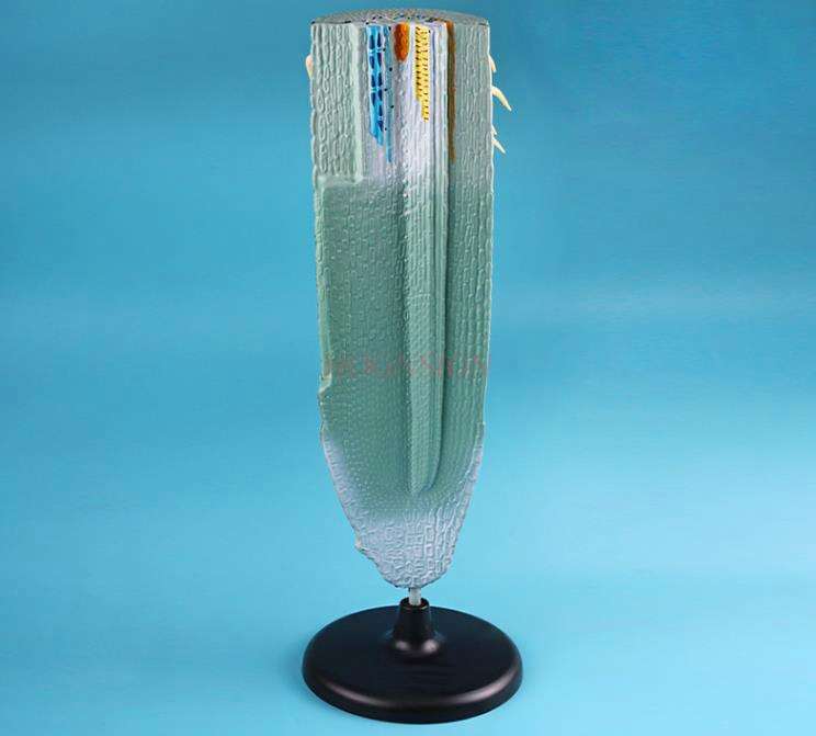 Plant root longitudinal profile model High school junior high school biology teaching model Root longitudinal profile model