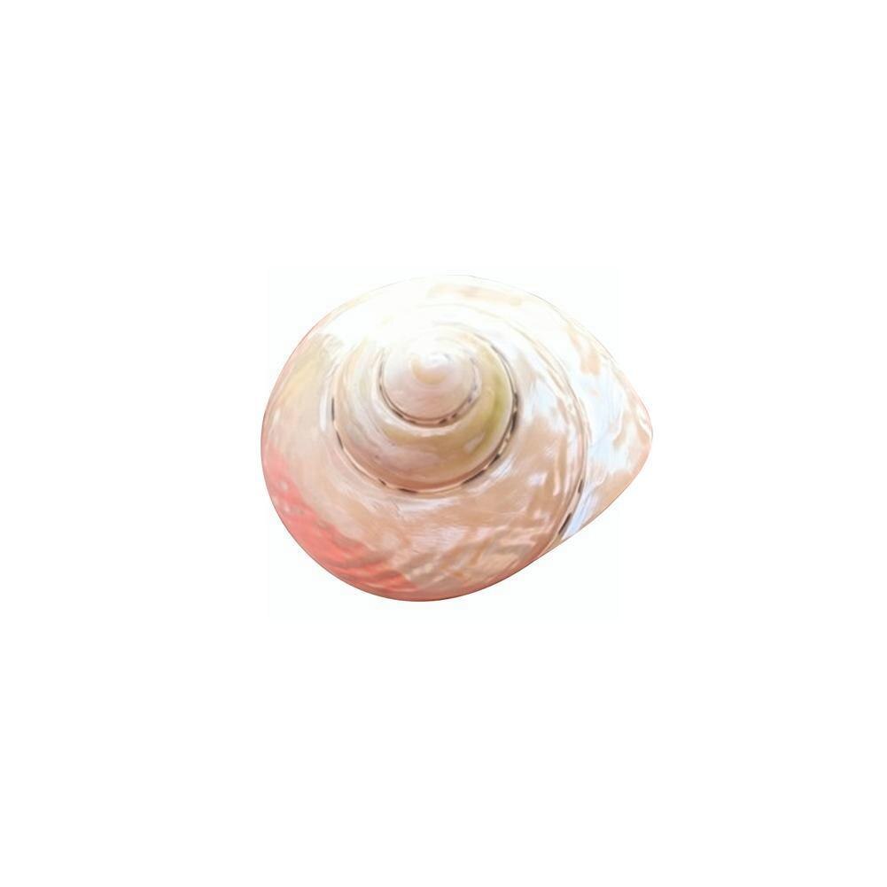 Caracol King Kong pulido Natural, decoración de tanque de boda, paisaje marino, piezas de pescado, especímenes artesanales V6C4, 7-8cm