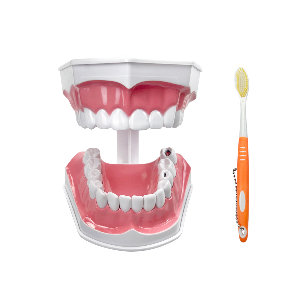 Dental Brushing Education Teeth Model With Toothbrush Detachable Teeth Caries Pathology Research Training Model: 4