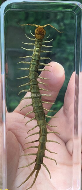 1piece Scorpion Specimen Grasshopper In Clear Resin Educational Explore Instrument School Teaching Supplies 110x43x26mm
