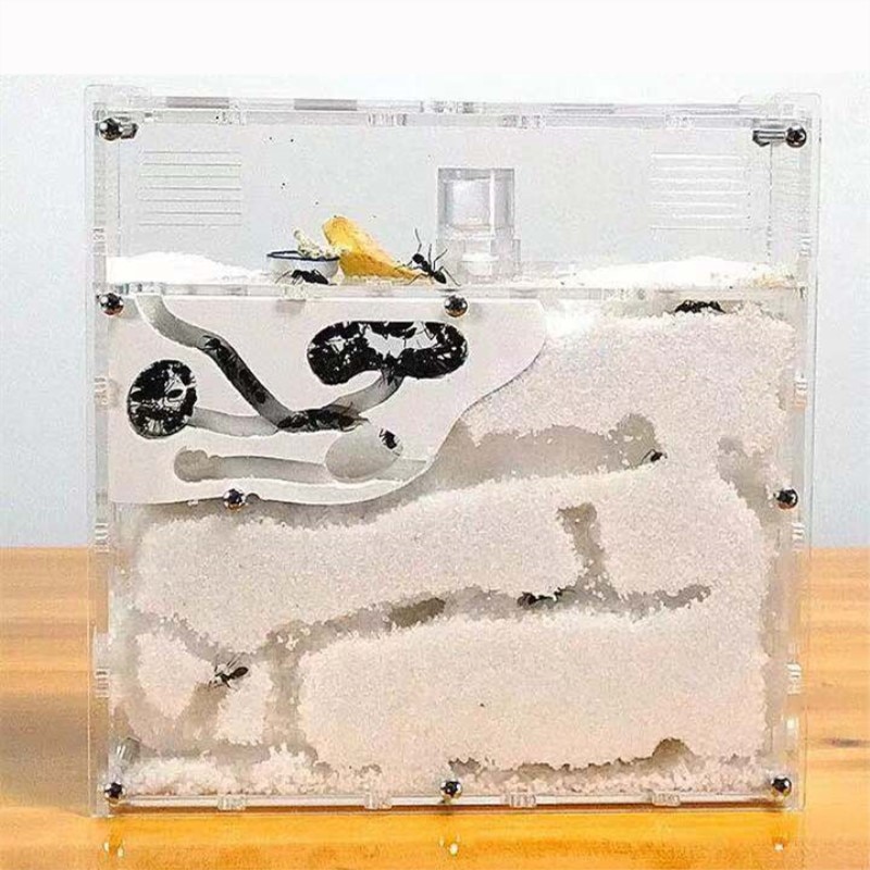 Ant Workshop Ecological acrylic Ant Nest Acrylic Sand Nest Sandcastle Home Living for Ants