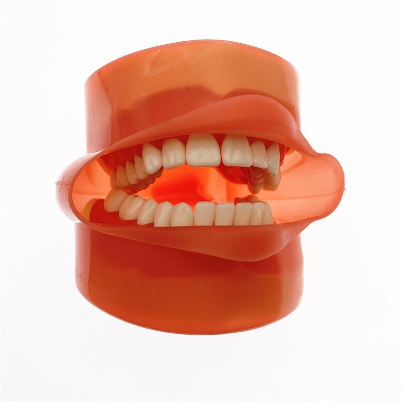 Zahn Phantom kopf zähne modell Silikon Maske und mit Schraube Fixiert Zähne Zahn lehre Simulation zahn modell