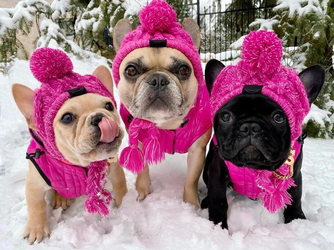 Gorro cálido de invierno para mascota, gorro de punto a prueba de viento para gato de Navidad, para perros pequeños y medianos, Chihuahua, Bulldog francés