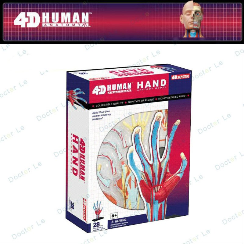 4D master hand Skeleton model for children's education 1:1 hand bone model: Ivory