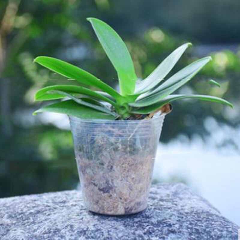 50 stk gennemsigtig frøplantekop saftige orkidé gennemsigtig gryde ernæringspose frøplantekop ernæring skål blomsterpotte