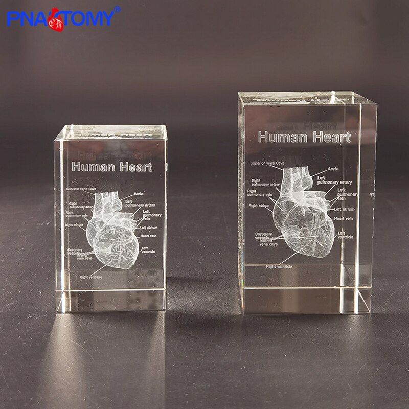 Squelette en cristal, humain, , dents, cœur, poumons, avec Instruction, modèle Transparent, démonstration médicale, anatomie
