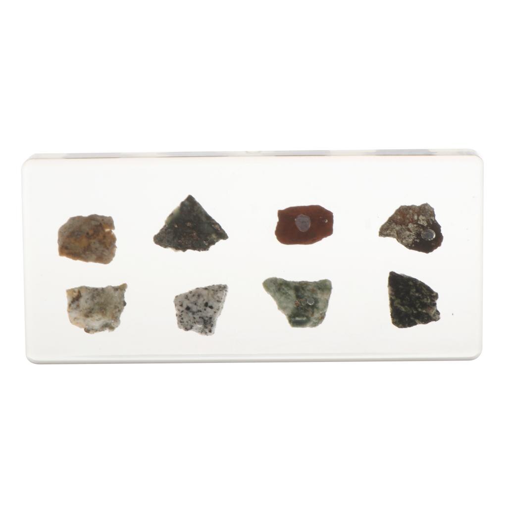 Kids Children Specimen Educational Explore Instrument School Biological Teaching Aids Biological Supplies: rock