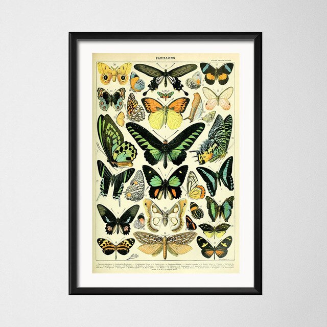Vintage style toile peinture affiche insecte spécimen peinture de décoration Kraft papier affiche pas de cadre: Argent / 42x30cm No Frame