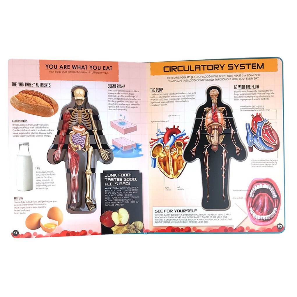 3D Foto Menselijk Lichaam Structuur Boek Anatomie Wetenschap Lezen Stickers Kid Vroege Educatief Cognitieve Ontwikkeling Doek Boek Speelgoed
