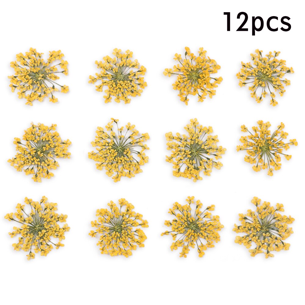 12/30Pcs Pressed Dried Ammi Majus Flower Dry Plants Necklace Jewelry Making Craft DIY Accessories Artificial Flower Decorations: 14