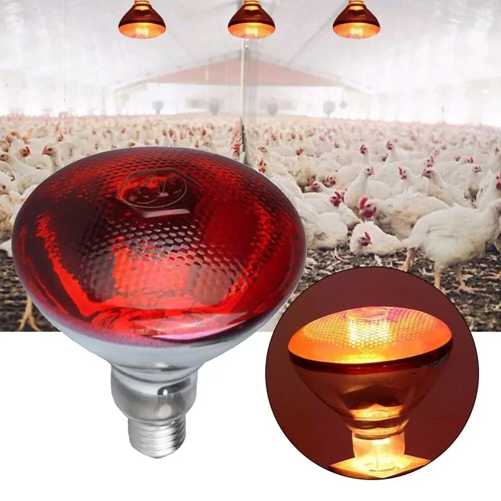 Ampoule chauffante infrarouge 220V, 100/150/200/275W, adaptée aux Reptiles, plantes, animaux domestiques, bétail et volaille