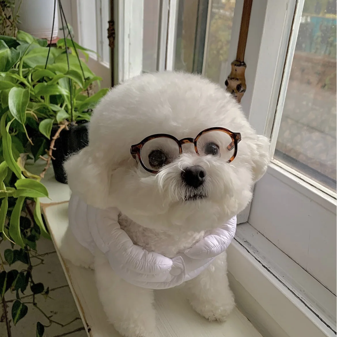 Nuevas gafas de sol Instagram para perros y gatos, gafas bonitas para perros, accesorios de decoración para mascotas de Halloween, accesorios para mascotas: Rosa