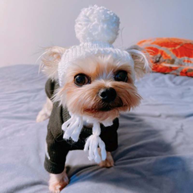 Ins Effen Kleur Pet Gebreide Muts Schattige Haarbal Warm Hond Hoed Hoofddeksel Kat En Hond Accessoires Bichon Teddy Houden warm Puppy Hoed