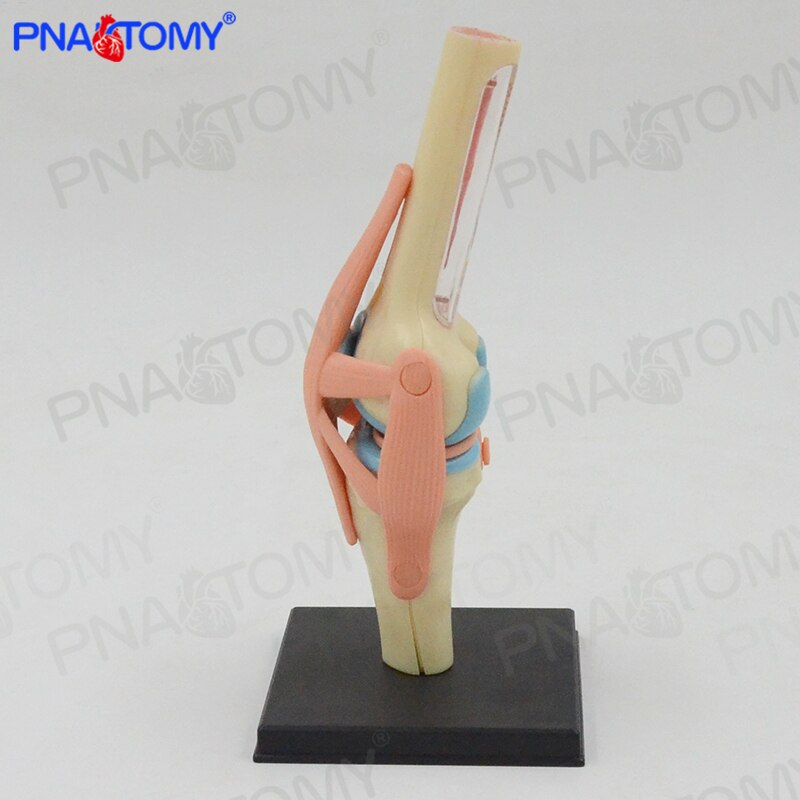 4D MASTER Detachable knee joint model Anatomy bone ligament meniscus knee human intelligence DIY