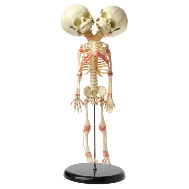 37cm mennesker dobbelt hoved baby kranie skelet anatomi hjerne display undersøgelse undervisning anatomisk model halloween bar ornament