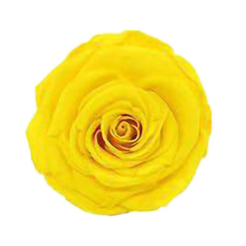 6 Roses Dried Flower Flower Head Eternal Flower B-class Wedding Family Decoration Valentine's Day Mother's Day: JY