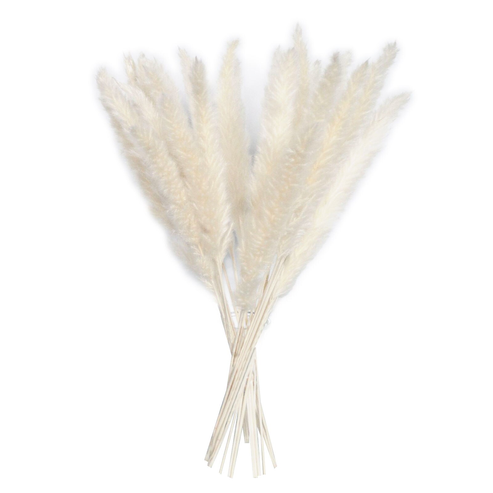 Roseaux séchés naturels de , 15 pièces, pour décoration de mariage, maison, DIY bricolage, 100% naturel, durée de conservation de plus d'un an: White
