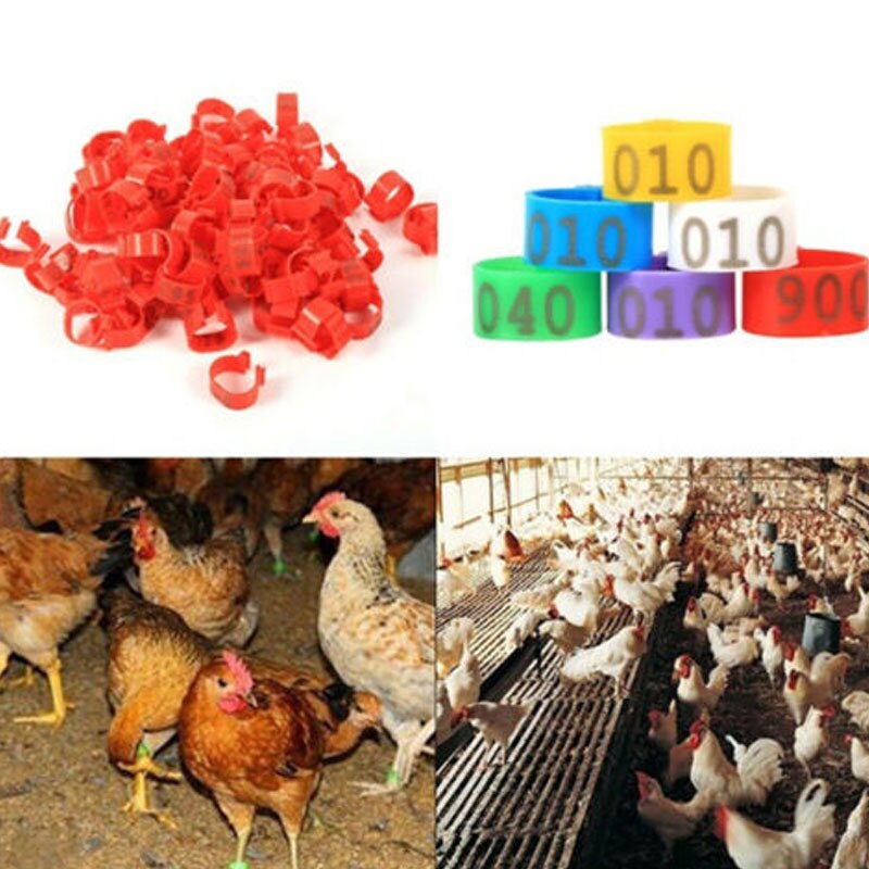 300pcs Inner Diameter 16mm 20mm Clip On Leg Band Rings Chickens Ducks Hens Poultry Pigeon Carry Ring With Text Parrot Leg Rings