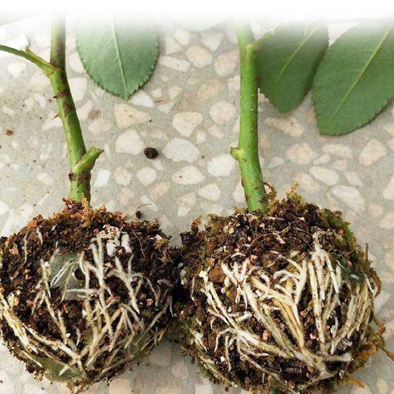 Boîte de culture pour racines de plantes, 5 pièces, boîte de culture pour racines de plantes de jardin