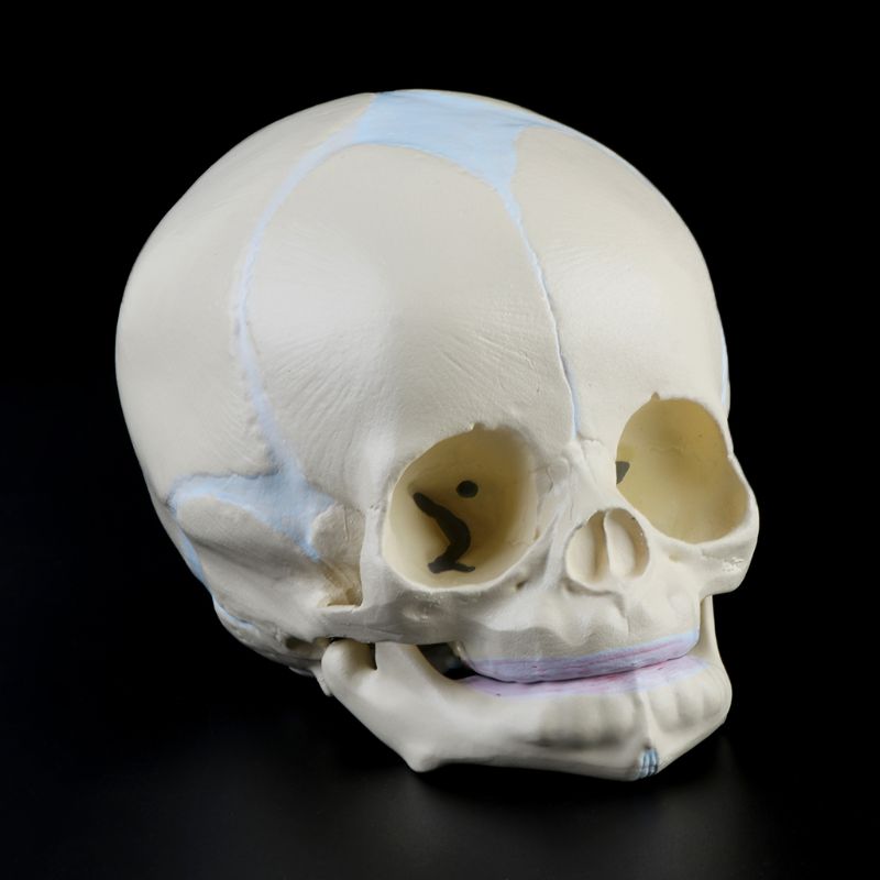 1: 1 Menselijk Foetale Baby Baby Schedel Anatomisch Skelet Model Onderwijs Levert Voor Medische Wetenschap 20CB