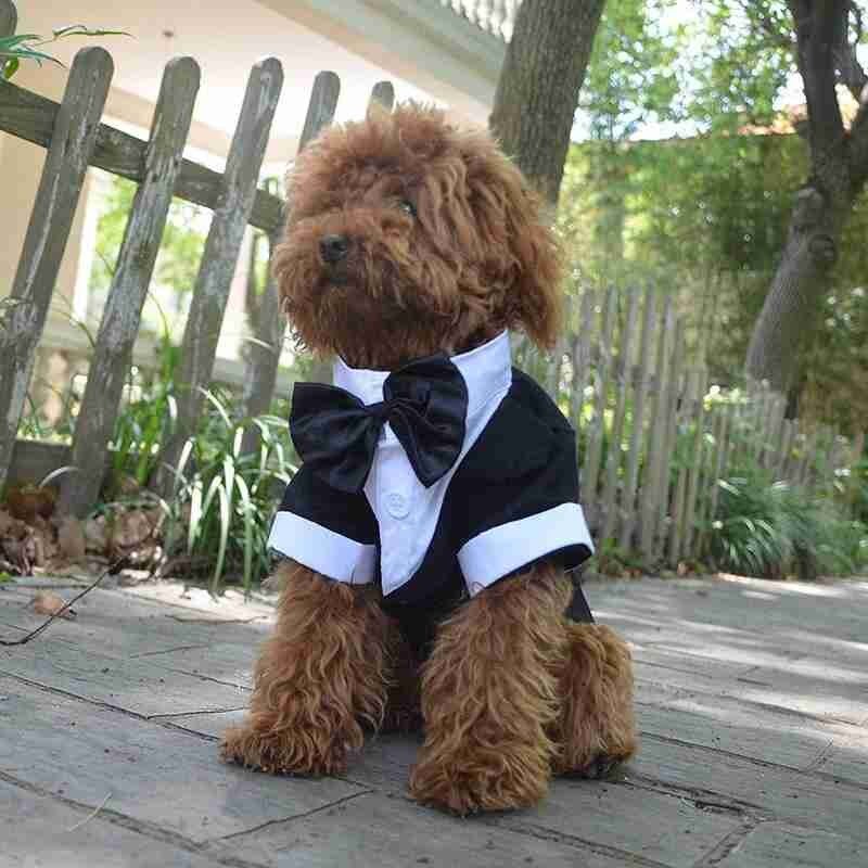 Vêtements pour chiens garçon chien Costume smoking manteau veste chiot animal de compagnie robe de mariage petit chien Chihuahua Costume noir animal de compagnie fête vêtements