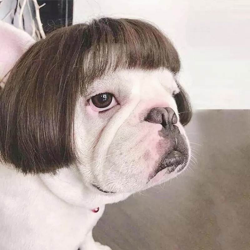 Kæledyr parykker cosplay rekvisitter sjove hunde katte cross-dressing hår hat kostumer hoved tilbehør til halloowen jul kæledyr forsyninger: Justerbar (kæledyrs paryk)