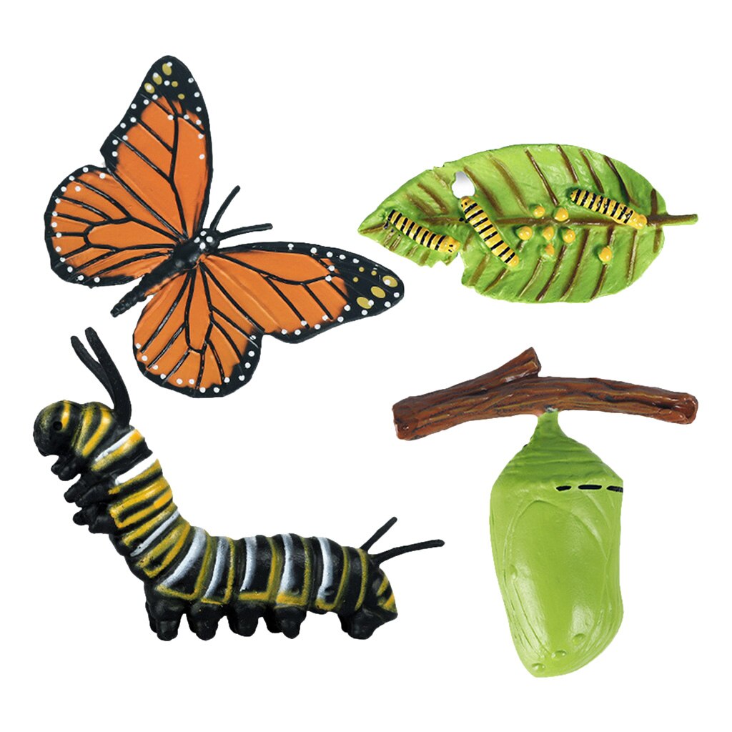 Natuur Vlinder Levenscyclus Stadia Insect Groei Cijfers Playset Pre-School