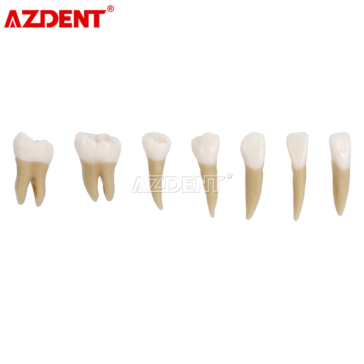 Vuxentänder modell 28 st 1:1 permanenta tänder dental modell zyr -7008 harts skolundervisningsutrustning
