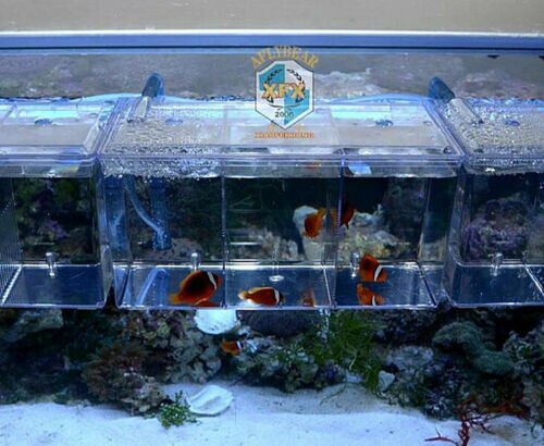 Aquarium kweekbak hang kweekbak kwekerij jachthaven jongen isolatie