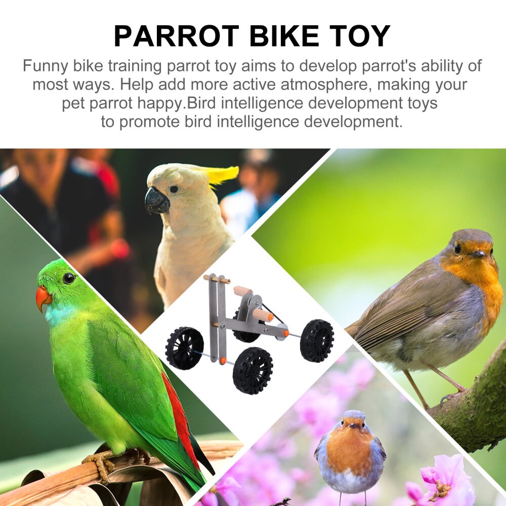 Vogel Intelligenz Ausbildung Papagei Fahrrad Pädagogisches Vogel Fuß Kralle