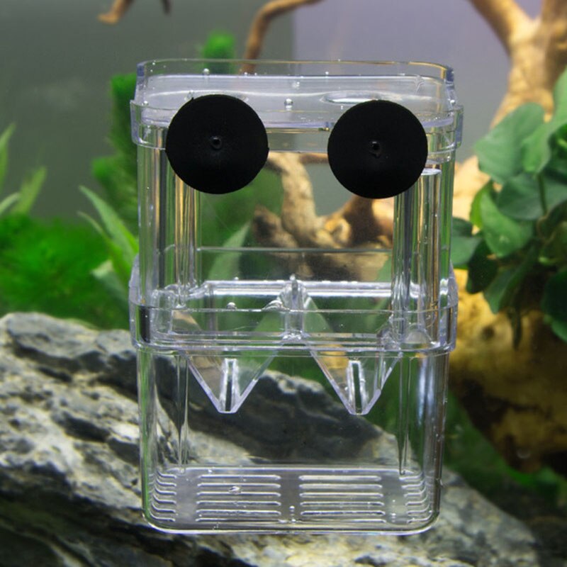 Betta – boîte d'isolation pour l'élevage de poissons, Mini Aquarium, incubateur à Double trous en acrylique